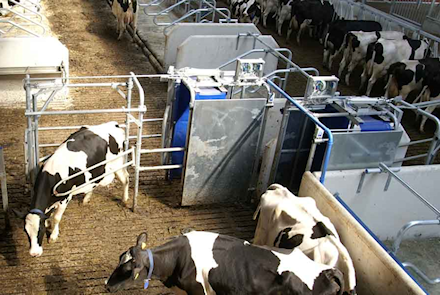 Drafting System (Smart Sort Gate SSG) | William Scanlan Dairy and ...